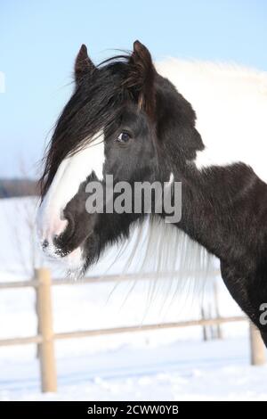 Portrait eines schönen irischen Cob Hengstes im Winter Stockfoto