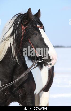 Portrait eines schönen irischen Cob Hengstes im Winter Stockfoto