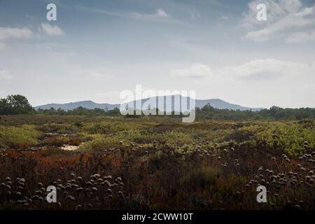 Landschaft mit Gras und wilden Blumenfeldern mit Bergen Formen, die im Horizont verblassen Stockfoto