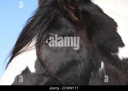 Portrait eines schönen irischen Cob Hengstes im Winter Stockfoto