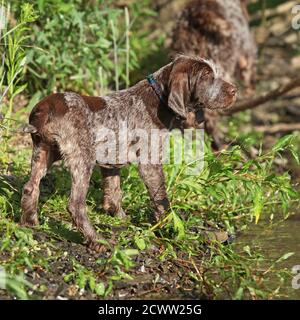 Welpen von schönen italienischen Draht-haired zeigenden Hund Stockfoto