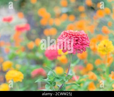 Flache DOF auf Blüte lila Zinnie mit Unschärfe bunt bunt bunt Blumenhintergrund Stockfoto