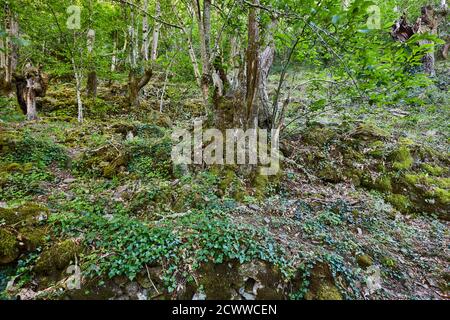 Grüner atlantischer Wald in Ribeira sacra. Mao River. Spanien Stockfoto