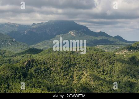 Pinar de Canet, Pinus halepensis, Esporles, Fita del RAM desde el Puig des Boixos, sierra de Tramuntana, Mallorca, Balearen, Spanien Stockfoto