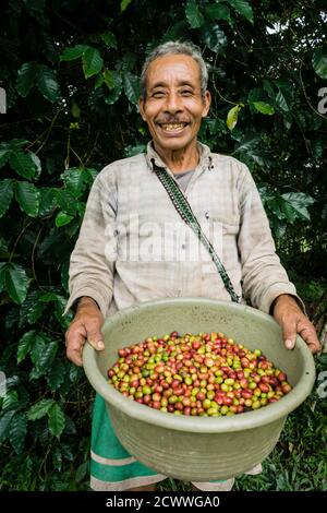 Recoleccion de Café, La Taña, Zona Reyna, Departamento de Uspantan, Guatemala, Mittelamerika Stockfoto