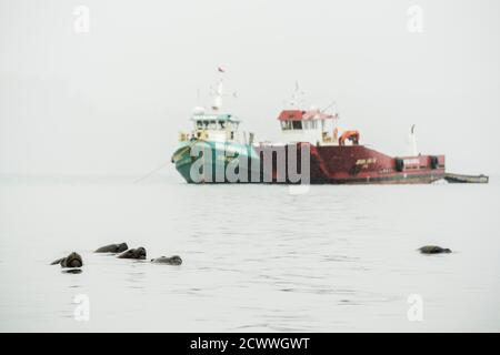 lobo marino (otaria flavescens) frente a barcos de Pesca, puerto de Castro, archipiélago de Chiloé, Provincia de Chiloé, región de Los Lagos, Patagonien Stockfoto