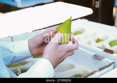 Die Hände des religiösen Mannes halten eine Zitrone, ein Etrog, eine traditionelle Frucht für Sukkot Stockfoto