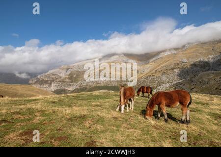 Herde von Pferden auf den Pisten von Punta de la Cuta, westlichen Täler, Pyrenäen, Provinz Huesca, Aragón, Spanien, Europa Stockfoto