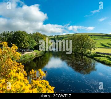 Blick auf den Fluss Wharfe von Burnsall Brücke mit grünen Feldern, gelben Ragwürzeblumen und blauen Himmel, Yorkshire Dales National Park, Großbritannien Stockfoto