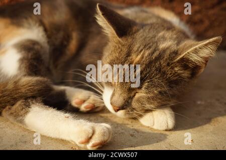 Eine graue dreifarbige Katze schläft in einem Sommerhof Stockfoto