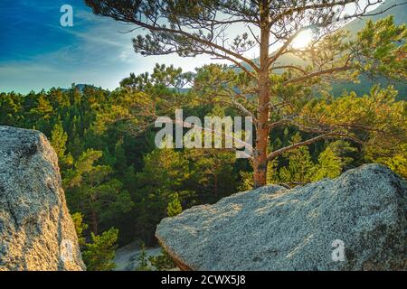 Einsame Kiefer auf dem Berg. Sonnenstrahlen durch die Kiefer Stockfoto