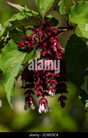 Leycesteria formosa ein rot lila Sommer Herbst blühenden Strauch Allgemein bekannt als Himalayan Honeysuckle Stock Foto Bild Stockfoto