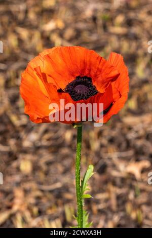 Orientalischer Mohn (papaver orientale) Ein roter Frühling Sommer Blume Pflanze Stock Foto Bild Stockfoto