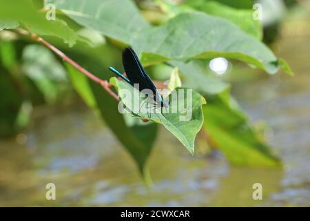 Gebänderte demoiselle lauert auf dem Gras über fliessend nach Beute Flusswasser Stockfoto