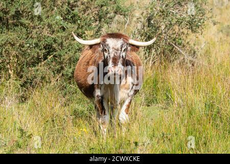 Alter englischer Langhornbulle (früher Lancashire Rinder genannt), eine braune und weiße Rasse, Großbritannien Stockfoto