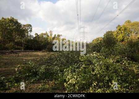 Denham, Großbritannien. September 2020. Ein Gebiet des Denham Country Park von Bäumen und Unterholz von Baumchirurgen, die im Auftrag von HS2 Ltd für Arbeiten an der HS2-Hochgeschwindigkeitsstrecke verbunden. Anti-HS2-Aktivisten, die im nahe gelegenen Denham Ford Protection Camp gegen die Zerstörung des Waldes protestieren, behaupten, dass das Gebiet des Denham Country Parks, das derzeit gefällt wird, nicht für den Abschlag angegeben ist, laut Dokumentation von HS2 Ltd. Quelle: Mark Kerrison/Alamy Live News Stockfoto