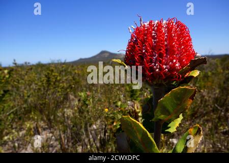 Leuchtend rote Blume von Scharlach Banksia (Banksia coccinea) am blauen Himmel, in natürlicher Umgebung, Westaustralien Stockfoto