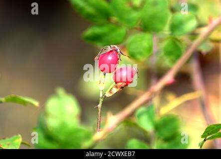 Hagebuttenbusch mit zwei letzten reifen roten Beeren in den dichten Zweigen mit grünen Blättern. Nahaufnahme des Fotos Stockfoto