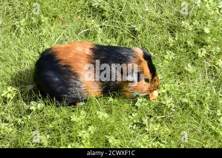 Nahaufnahme von schwarzen und braunen Meerschweinchen, die Karotten essen Draußen auf Gras im Sommer Sonnenschein Stockfoto