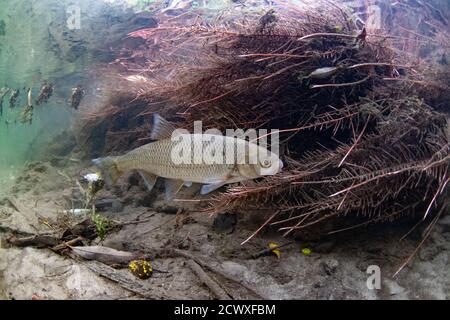 Dace, Leuciscus leuciscus, Stockfoto