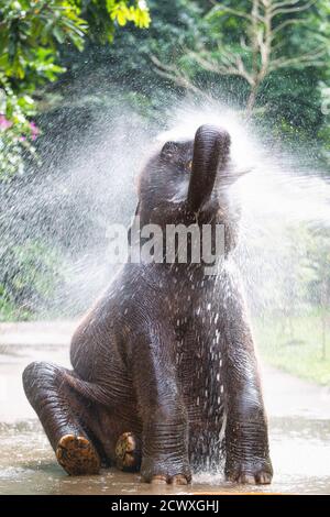 (200930) -- KUNMING, 30. September 2020 (Xinhua) -- ein asiatischer Elefant namens 'Xiao Qiang' genießt eine Dusche im Asian Elephant Breeding and Rescue Center in der südwestlichen chinesischen Provinz Yunnan, 12. November 2019. Obwohl Yunnan nur 4.1 Prozent der Landfläche Chinas ausmacht, gilt die Provinz noch als "Königreich der Tiere und Pflanzen" und "Gene Bank of Species", weil sie mehr als 50 Prozent der biologischen Arten des Landes beherbergt. In den letzten Jahren hat China mit der Durchsetzung von Gesetzen, Politiken und anderen Maßnahmen, wie dem Konstrukt, bedeutende Errungenschaften im Bereich des ökologischen Erhalts erzielt Stockfoto