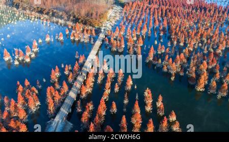 (200930) -- KUNMING, 30. September 2020 (Xinhua) -- Luftfoto vom 5. Januar 2019 zeigt Morgendämmerung Redwoods in Kunming, südwestlich von Chinas Provinz Yunnan. Obwohl Yunnan nur 4.1 Prozent der Landfläche Chinas ausmacht, gilt die Provinz noch als "Königreich der Tiere und Pflanzen" und "Gene Bank of Species", weil sie mehr als 50 Prozent der biologischen Arten des Landes beherbergt. In den letzten Jahren hat China mit der Durchsetzung von Gesetzen, Politiken und anderen Maßnahmen, wie dem Bau von Nationalparks und einem Verbot der Waldeinschlag, bedeutende Erfolge im Bereich des ökologischen Erhalts erzielt. Stockfoto