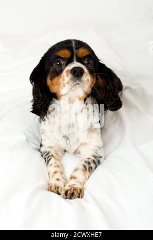 Nahaufnahme Porträt des niedlichen Cavalier King Charles Spaniel Hund, schwarz, weiß und braun, liegend nach vorne schauend in Winter Schnee-Szene in Stockfoto