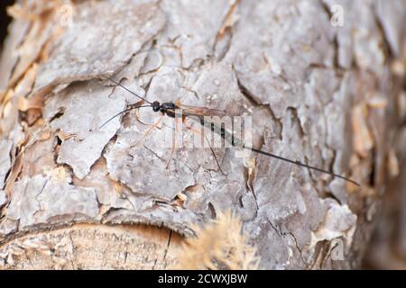 Schwarze Ichneumonide parasitäre Wespenart, ein Weibchen mit langem Ovipositor, UK Stockfoto