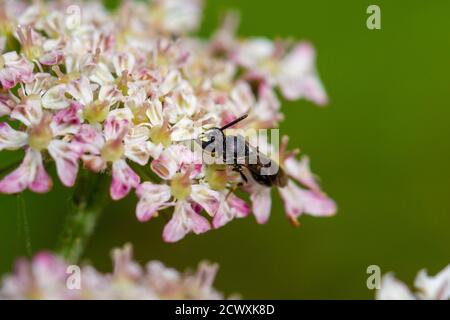 Britische Tierwelt: Gewöhnliche Gelbgesichtenbiene (wahrscheinlich: Hylaeus (Hylaeus) communis), die sich an Hogweed-Blüten ernährt, Yorkshire, Großbritannien Stockfoto