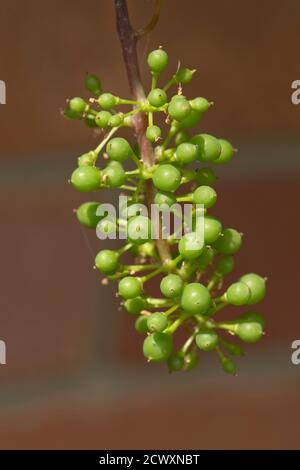 Junge Trauben (Beeren) auf der Rebe (Vitis vinifera) entwickeln sich auf einer Gartenmauer, Berkshire, Juni Stockfoto