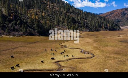 (200930) -- KUNMING, 30. September 2020 (Xinhua) -- Luftaufnahme vom 6. November 2019 zeigt Viehweiden auf einer Weide im Potatso Nationalpark in der südwestlichen Provinz Yunnan. Obwohl Yunnan nur 4.1 Prozent der Landfläche Chinas ausmacht, gilt die Provinz noch als "Königreich der Tiere und Pflanzen" und "Gene Bank of Species", weil sie mehr als 50 Prozent der biologischen Arten des Landes beherbergt. In den letzten Jahren hat China mit der Durchsetzung von Gesetzen, Politiken und anderen Maßnahmen, wie dem Bau von natio, bedeutende Errungenschaften im Bereich des ökologischen Erhalts erzielt Stockfoto