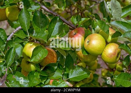 Rot und grün reifen Bramley Kochen Äpfel auf dem Baum im Sommer, Berkshire, Großbritannien, August Stockfoto