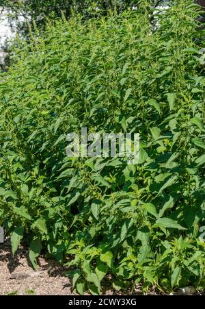 Brennnesseln, Urtica dioica, Urticaceae. Stockfoto