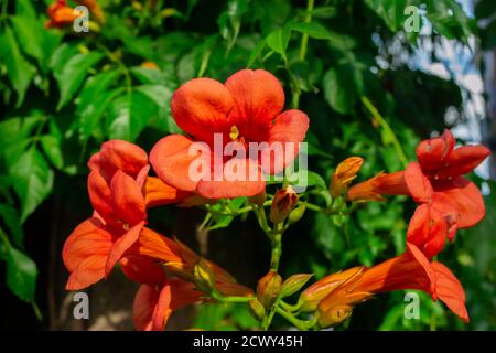 Nahaufnahme der roten Kletterblume campsis auch bekannt als Trompete Kriechgang und Trompete Weinblume. Horizontales Rohbild. Stockfoto