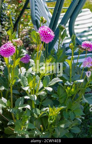 Lila Dahlie im Garten Stockfoto