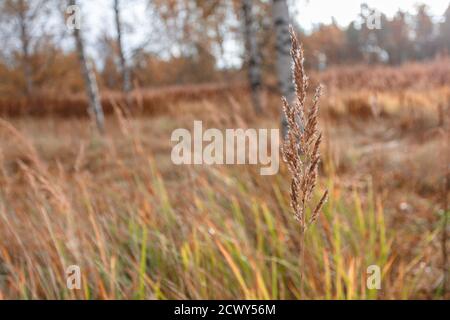 Gelbe Blätter auf dem Hintergrund von Birkenstämmen. Natürlicher, herbstlicher Hintergrund. Hochwertige Fotos Stockfoto