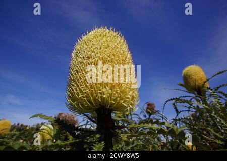 Die Blume der prunkvollen Banksia (Banksia speciosa) im Hintergrund des Himmels, natürlicher Lebensraum im Südwesten Australiens Stockfoto