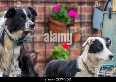 Zwei Bauernhunde starren aufmerksam nach rechts und sitzen darin Die Rückseite eines Fahrzeugs Stockfoto