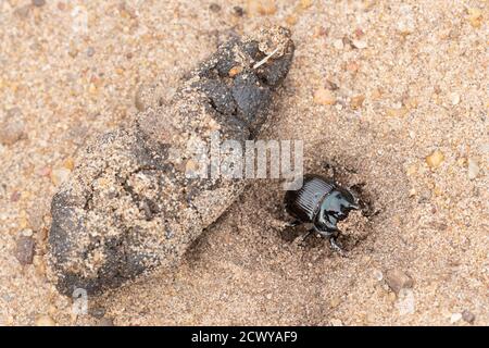 Minotaur-Käfer (Typhaeus typhoeus), ein Mistkäfer, auf sandiger Heide, Großbritannien, grub ein Loch, um Mist zu begraben Stockfoto