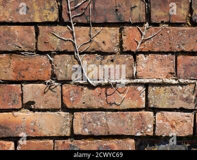 Eine rustikale, gealterte, wettergetragene rote Ziegelwand für einen strukturierten grafischen Designhintergrund Stockfoto