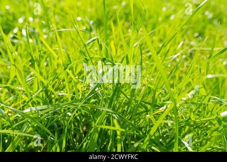 Leuchtendes grünes Gras aus nächster Nähe. Selektiver Fokus. Hochwertige Fotos Stockfoto