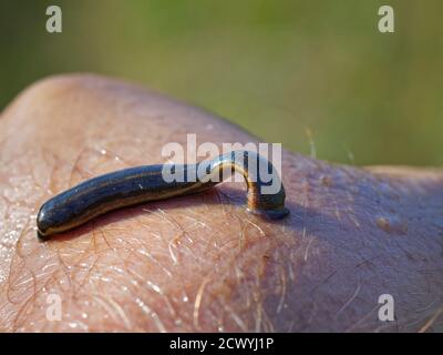 Medizinische Lauche (Hirudo medicinalis), eine seltene geschützte Art in Großbritannien, an der Hand des Fotografen mit posteriorem Sauger befestigt, Dorset, Großbritannien, Juni. Stockfoto