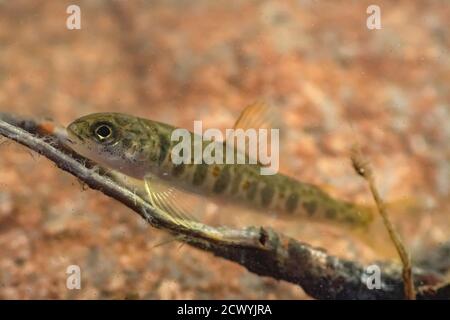 Salmon Parr, Salmo Salar, River dee, schottland, august Stockfoto