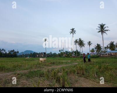 Bukit Mertajam, Penang/Malaysia - 9. April 2019: Zwei Kampung-Jungen und Rinder auf dem Reisfeld. Hintergrund sind Kokospalmen. Stockfoto