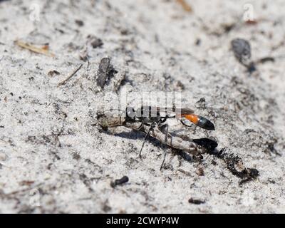 Heide Sandwespe (Ammophila pubescens) trägt eine gelähmte Raupe in den Kinnbacken zurück zu seinem Bau, um ihre wachsende Larve, Dorset Heide, Großbritannien, zu ernähren Stockfoto