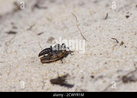 Schwarze Grashüpfer-Grabberwespe (Tachysphex nitidus), die in der Nähe eines Nestausschachts in Sanddünen landet, mit Heuschreckenbeute, um ihre Larven zu füttern, Dorset, UK. Stockfoto