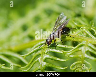 Holzameise (Formica rufa) geflügelte Königin bereitet sich auf den Start von einer Bracken-Frond, Dorset Heide, UK, Mai. Stockfoto