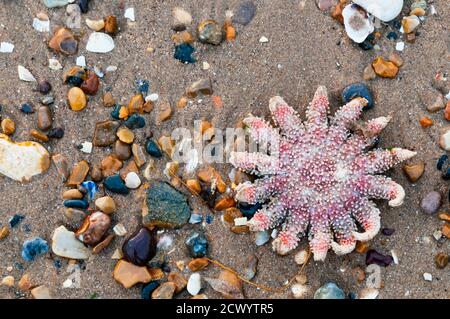 Ein 14 bewaffneter gemeiner sunstar, Crossaster papposus, wurde am Ufer der Wash in Norfolk ausgewaschen. Stockfoto