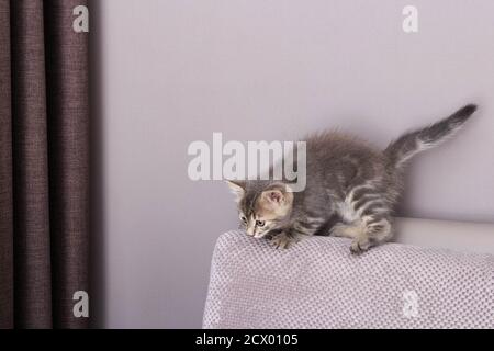 Kleine Katze spielt auf dem Sofa. Kleine süße flauschige Katze. Stockfoto