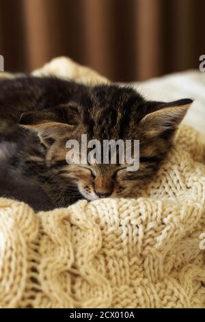 Braun gestreiftes Kätzchen schläft auf gestricktem Wollbeige-Karli. Kleine süße flauschige Katze. Gemütliches Zuhause. Stockfoto